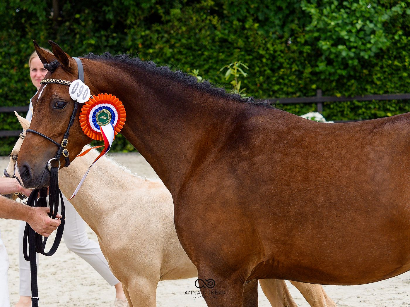 Show horses being presented for judging with decorative ribbons and awards visible.