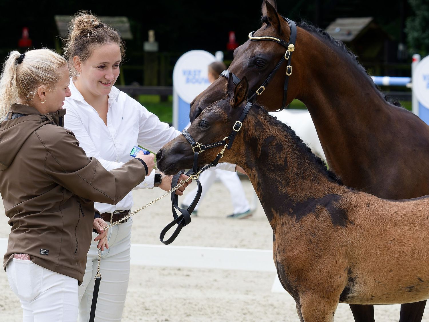 Brown horses being shown and evaluated during an equestrian competition on a sandy arena.
