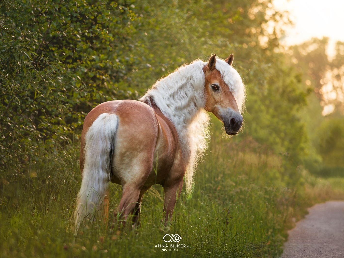 A paint horse with flowing white mane stands on a dirt path in warm evening light.