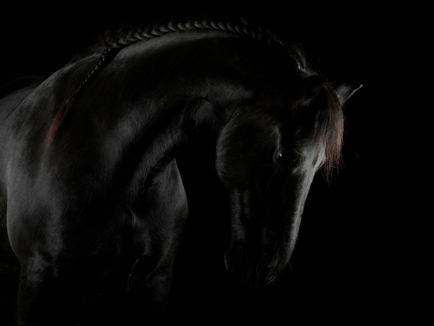 A series of dark silhouettes of horses against black backgrounds arranged in a horizontal row.