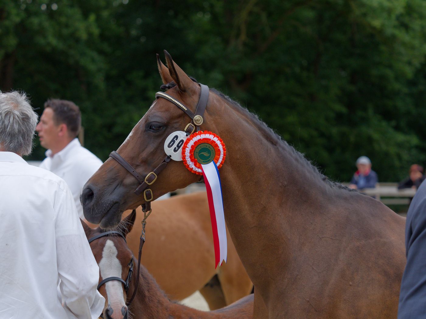 Brown horses with award ribbons are presented by handlers in formal attire.