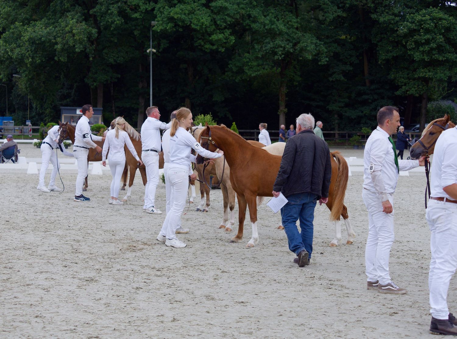 Horses and handlers line up in formation at an equestrian event in an outdoor arena.