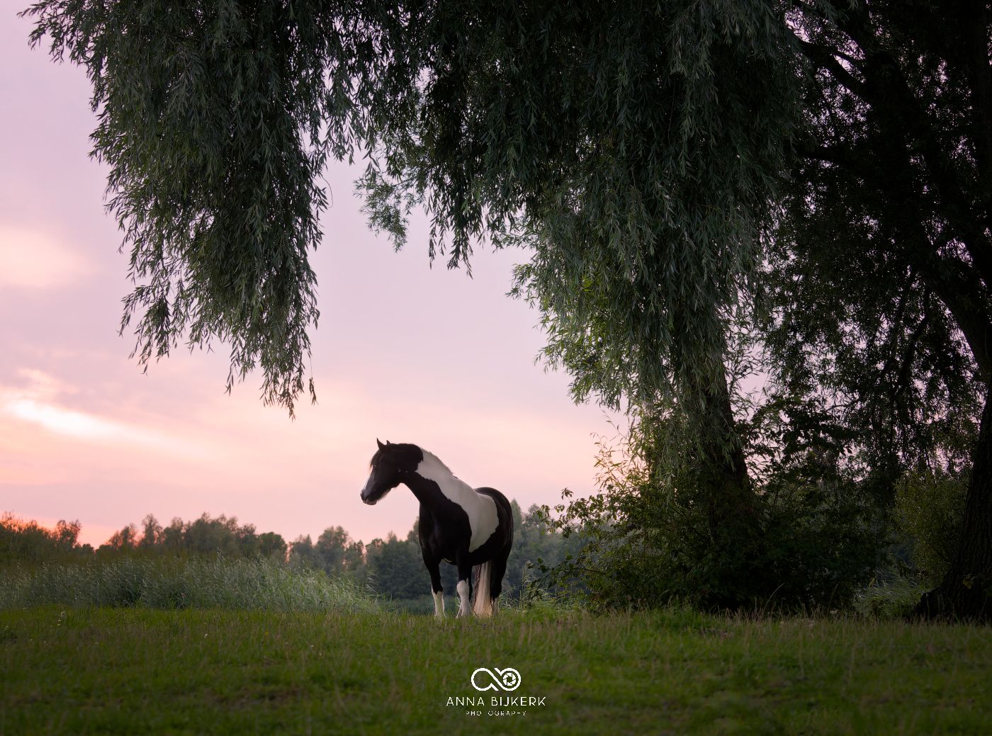 A black and white horse grazes under a weeping willow tree at dusk.