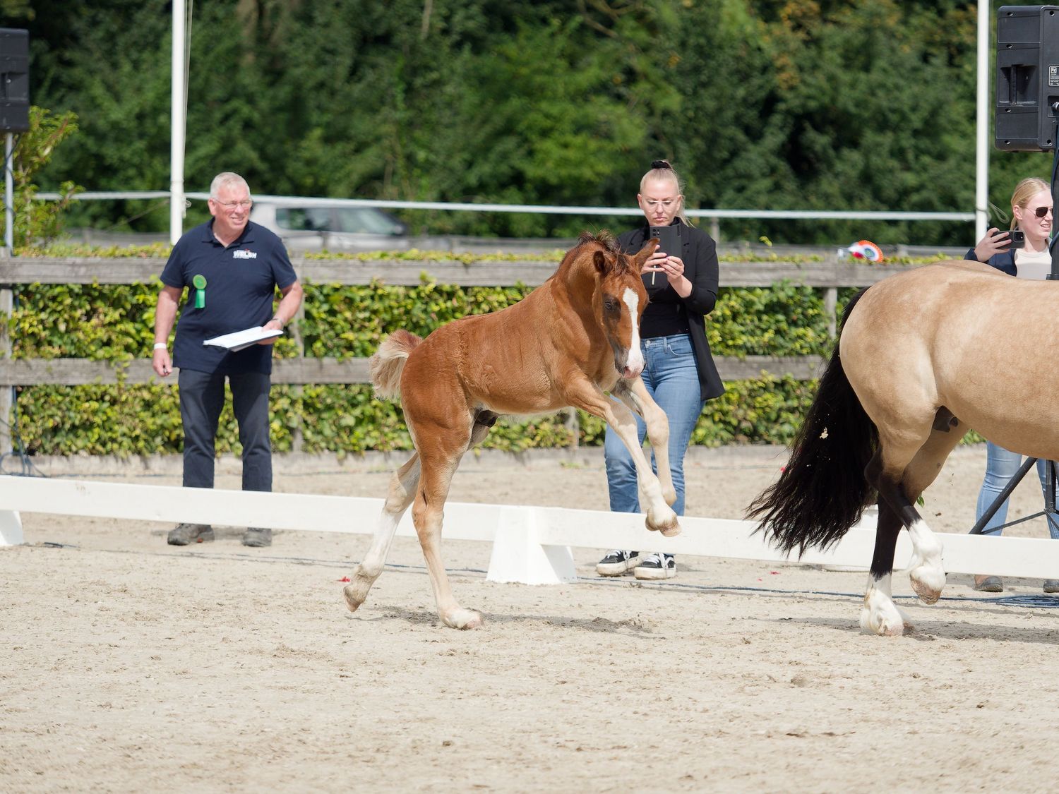 Horses and handlers moving across a sandy arena during an equestrian event.