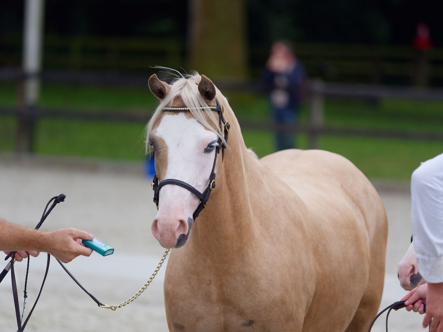 Light-colored horse being presented for evaluation in a sandy outdoor arena.