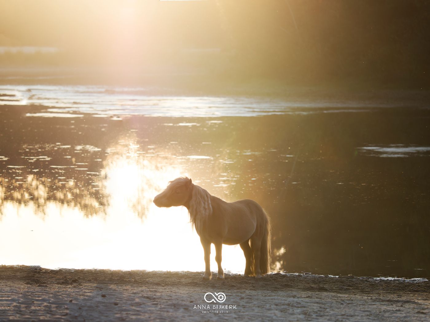 Horses standing by water's edge during misty sunset.