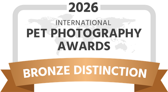 2026 International Pet Photography Awards Bronze Distinction badge with gold ribbon banner.