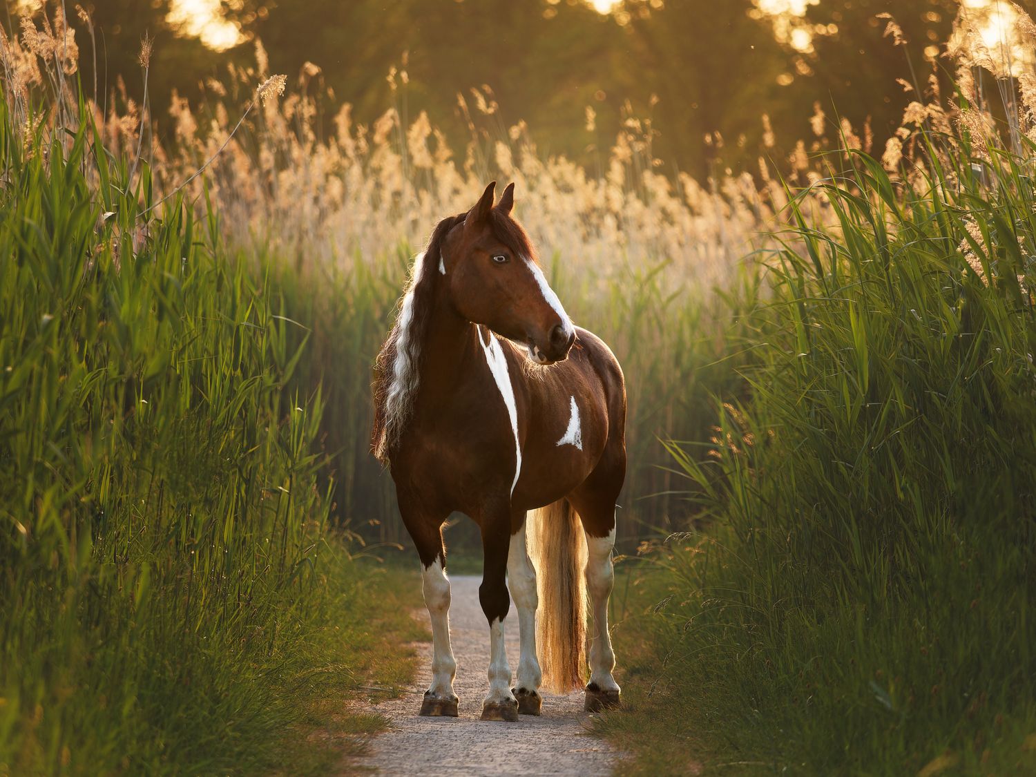A series of silhouetted figures walking through tall grass at sunset with golden light filtering through the scene.