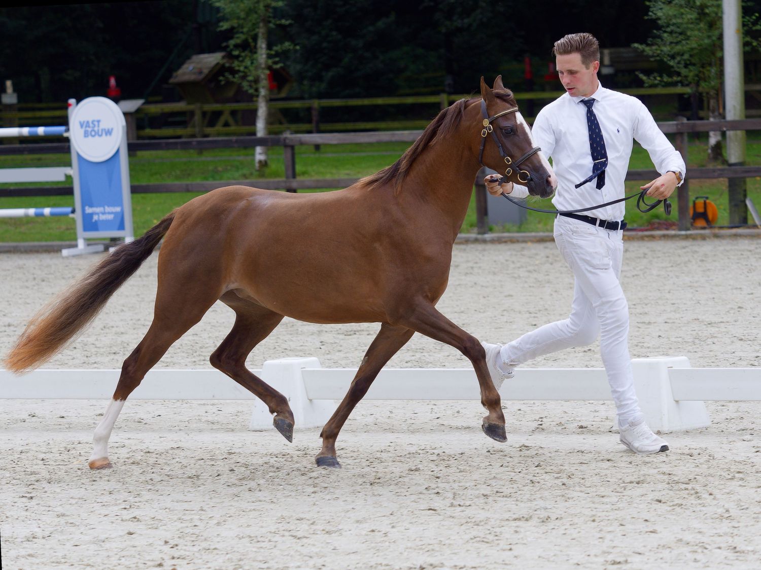 Horses demonstrate their movement and gait during an equestrian performance.