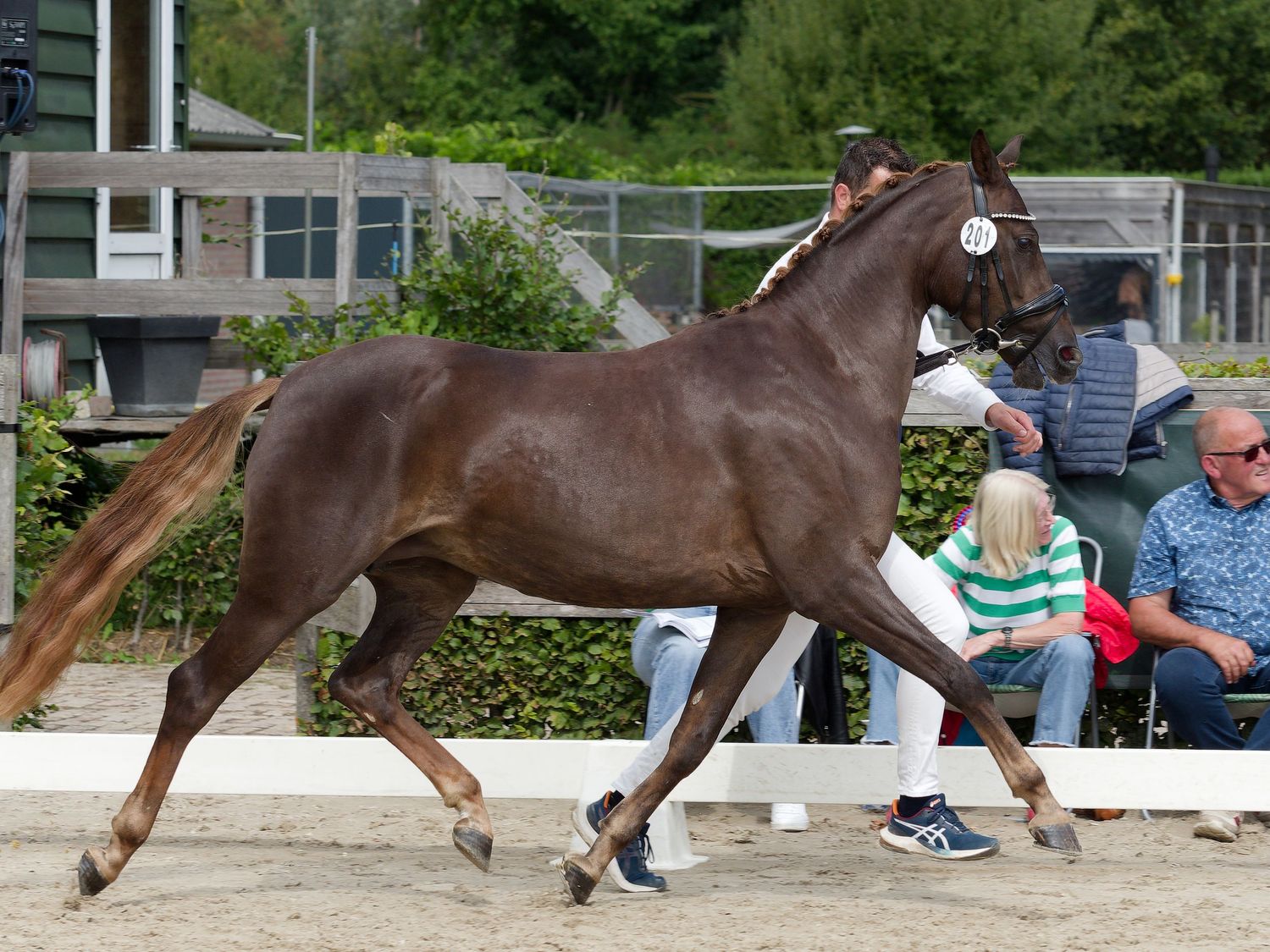 Young brown horses display their movement and gait in a sandy arena.