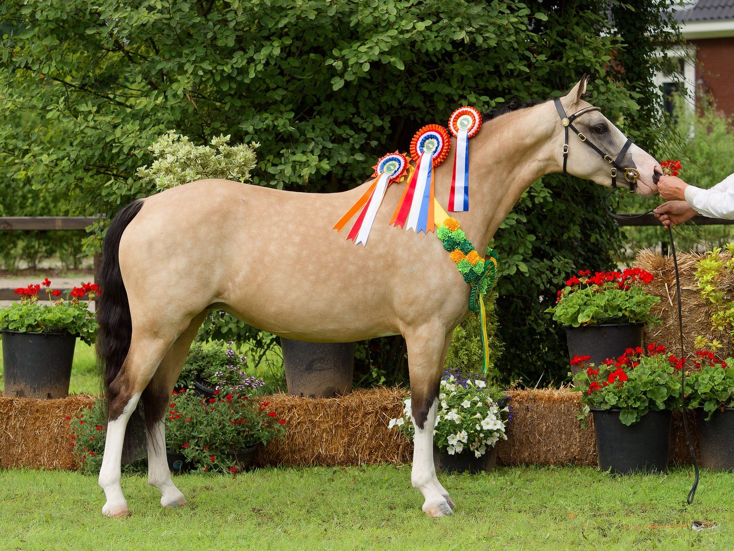 Draft horses line up for judging against a landscaped garden backdrop with flowers.
