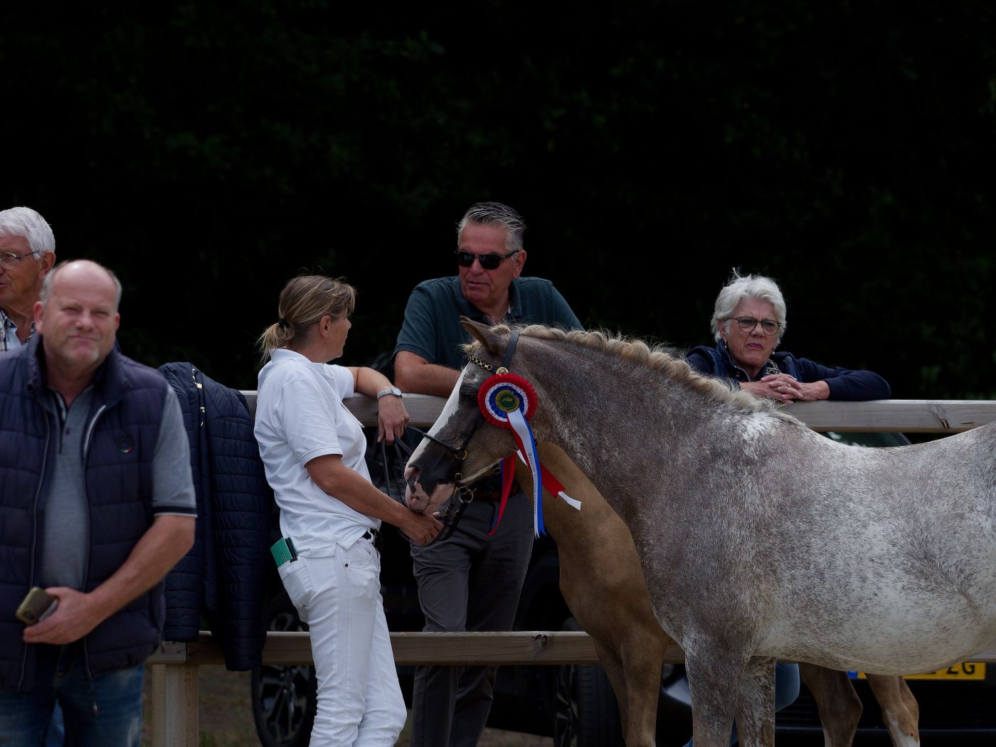 Horses lined up for inspection at a competitive show with handlers and judges present.