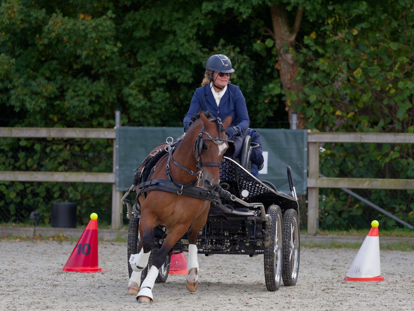 Horse-drawn carriage maneuvering through a cone course during a driving competition.