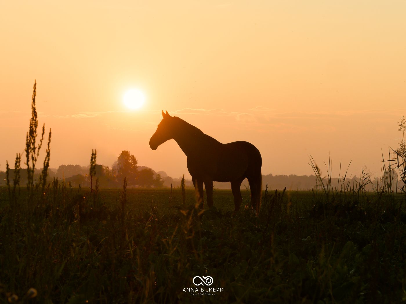 Horse silhouettes in rural field against dramatic orange sunset sky.