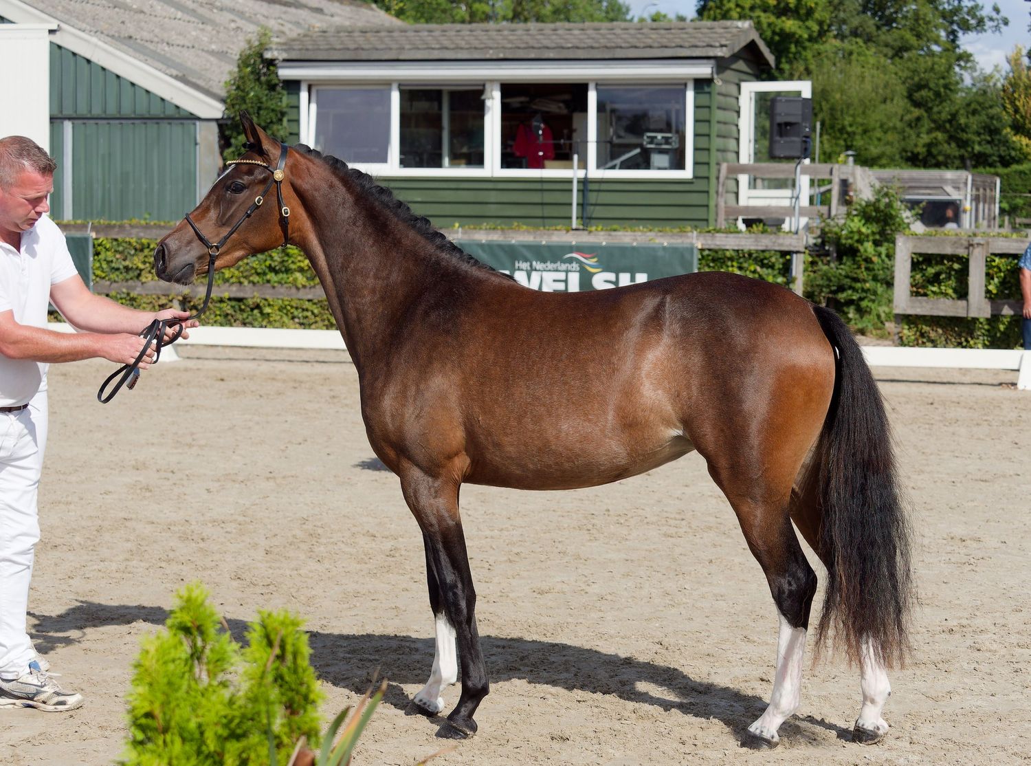 Handlers lead horses through their paces in a sandy outdoor arena.