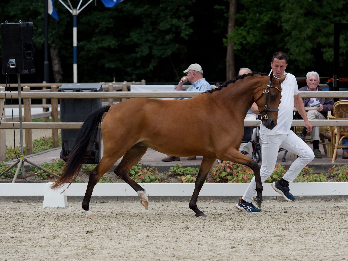 Horses trot through a sandy arena while being evaluated during a show competition.