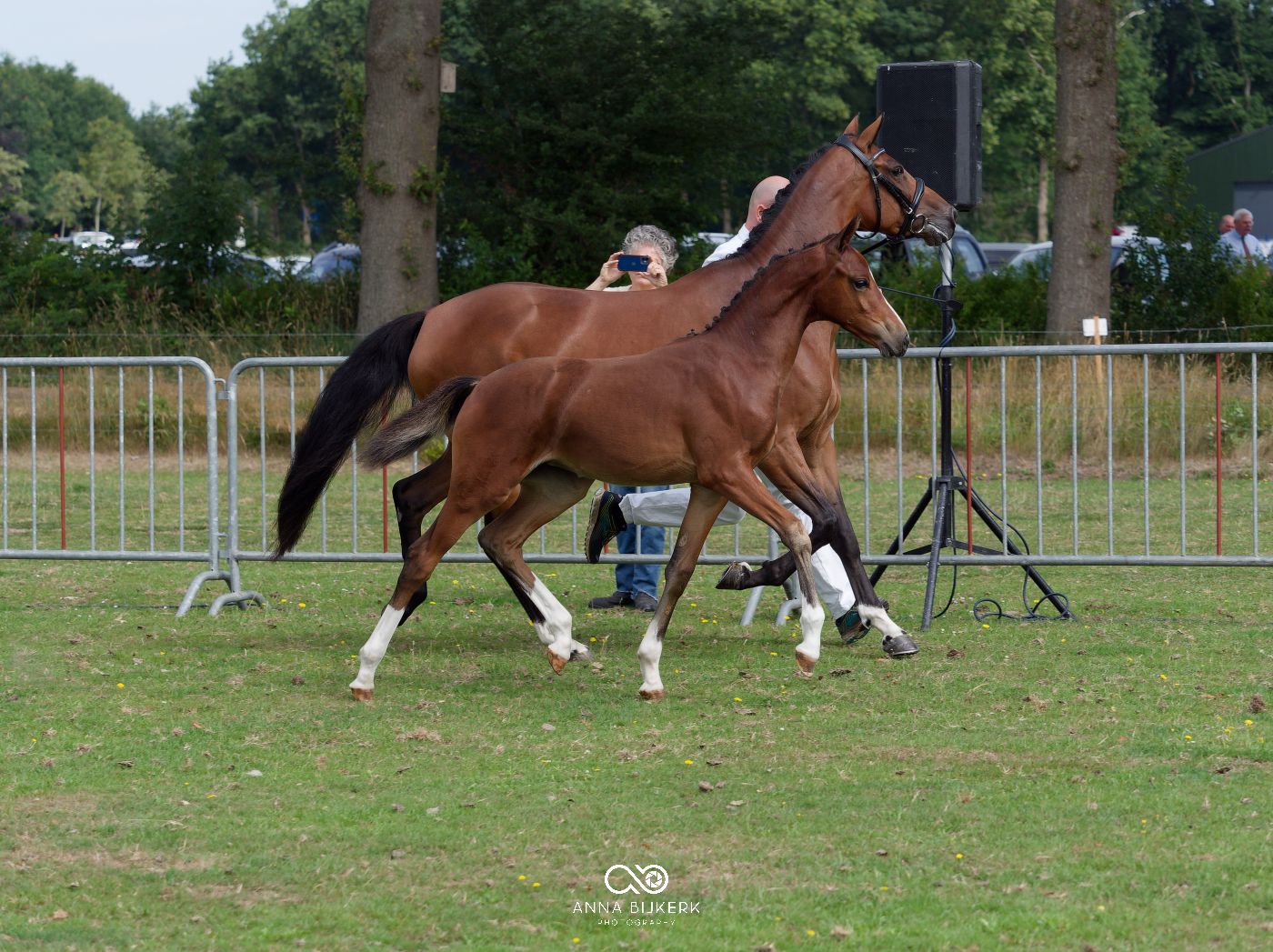 Horses galloping across a grassy field during an equestrian competition.