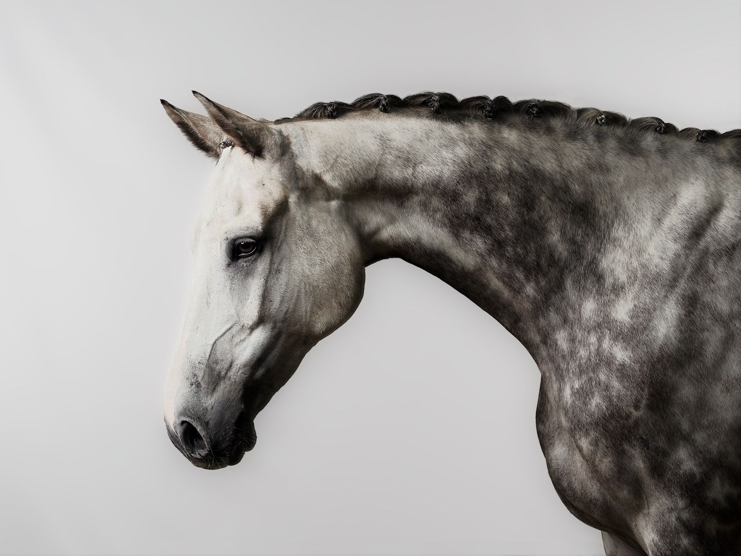 A dramatic black and white artistic photograph shows a horse's profile with a graceful arched neck and mane.