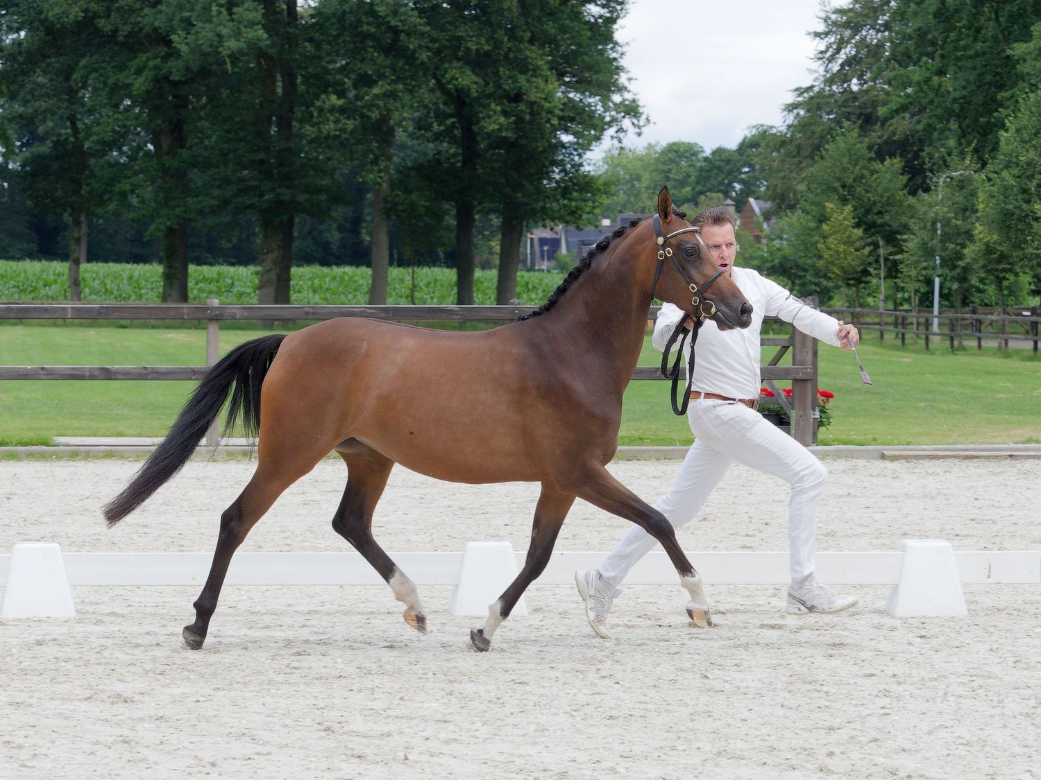 Voorbrengen van een sectie WPBR pony tijdens NWPCS 2026 regionale keuring in Hellendoorn. Gefotografeerd door Anna Bijkerk Photography.