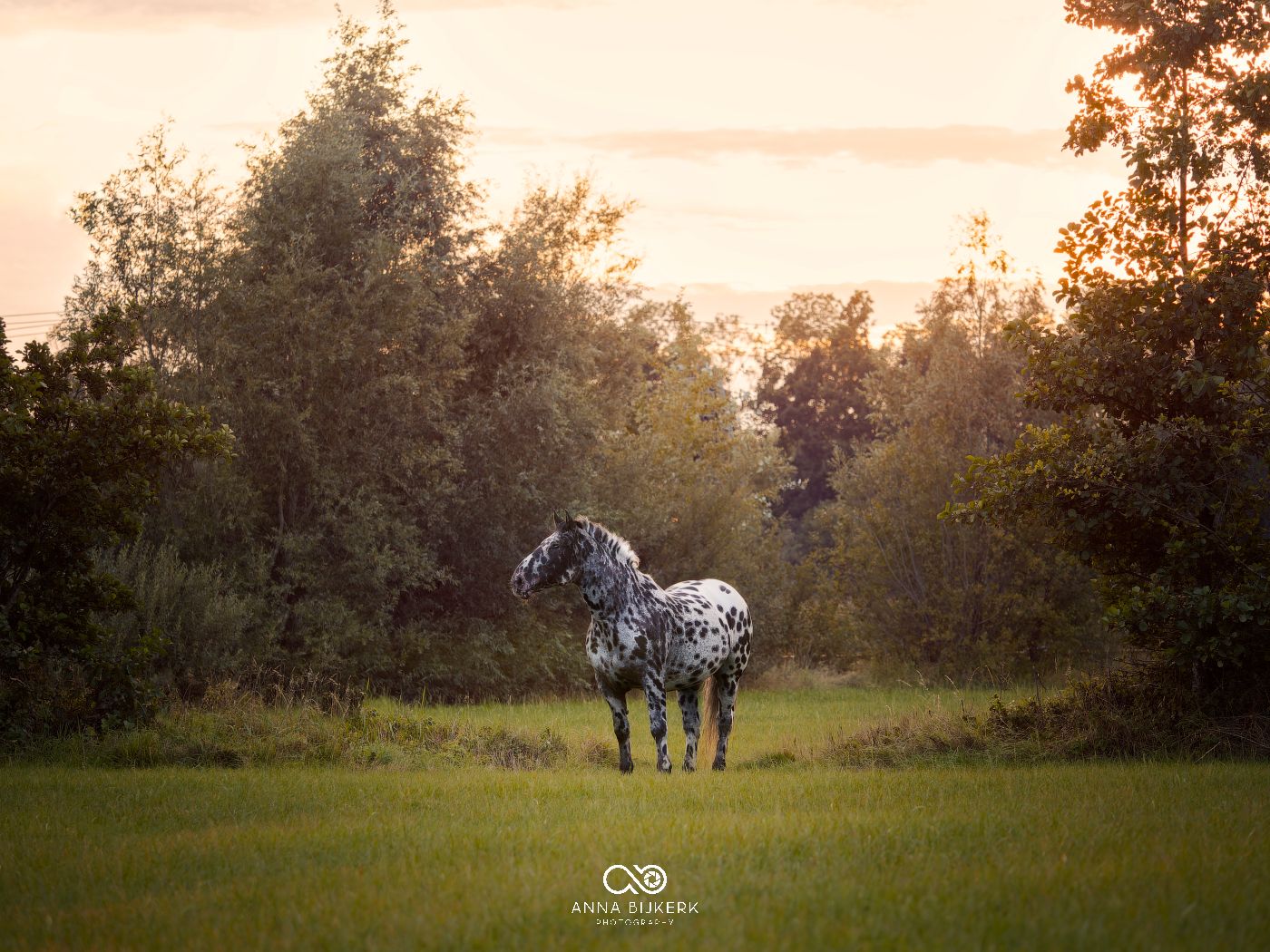 Horses standing in green pasture during sunset with trees in background.