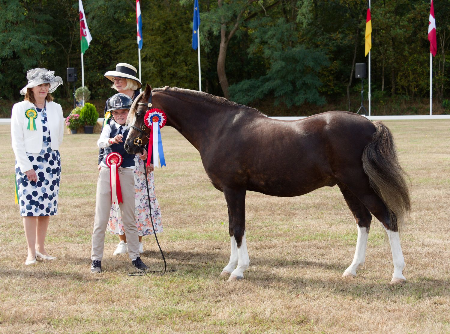 Award-winning dark bay pony with rosettes displayed by handlers at an outdoor horse show competition.