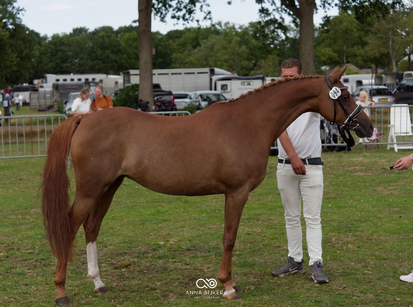 Horses and handlers positioned for judging at an outdoor equestrian event.
