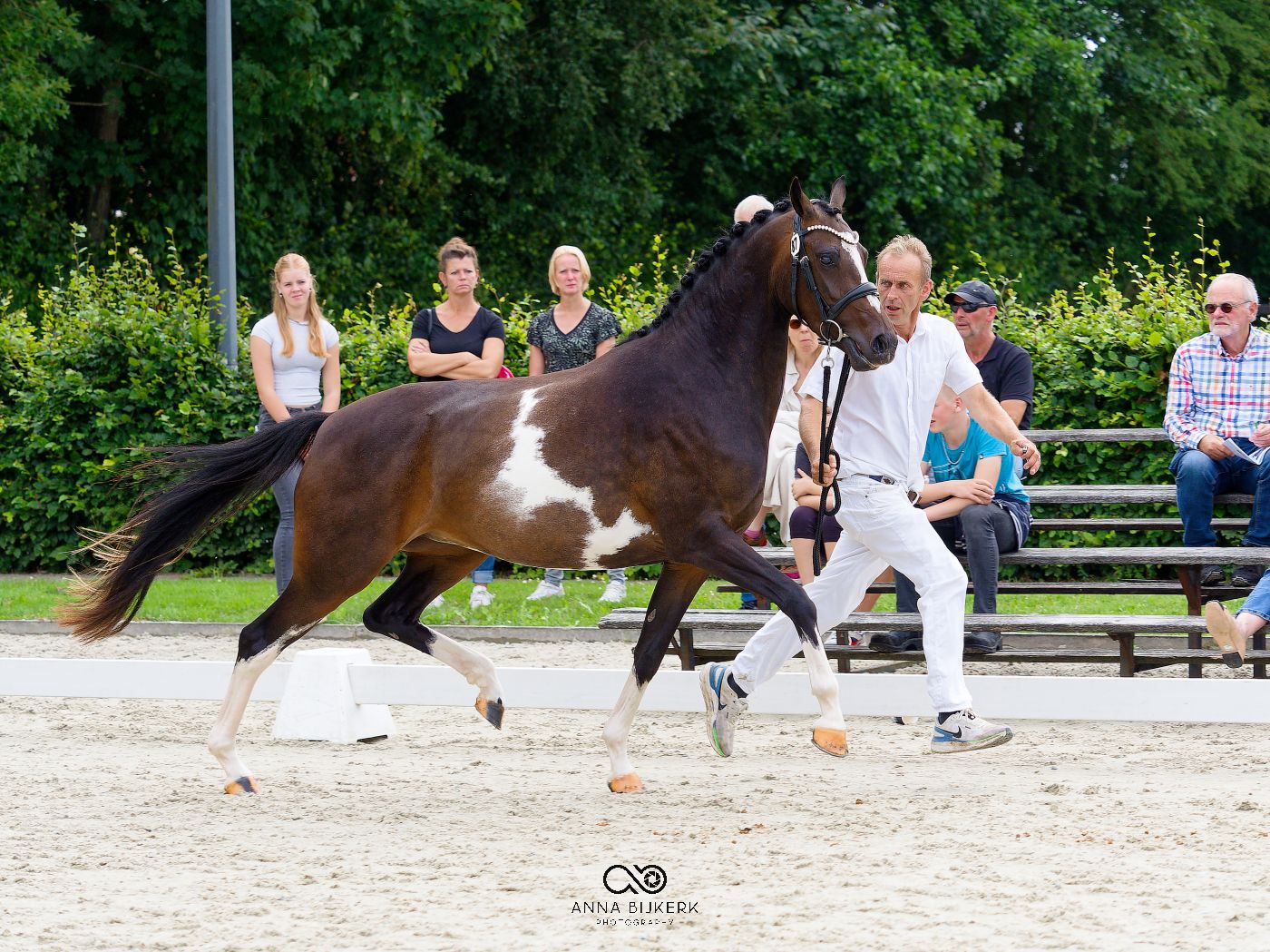 Multiple horses lined up for judging at an equestrian event.