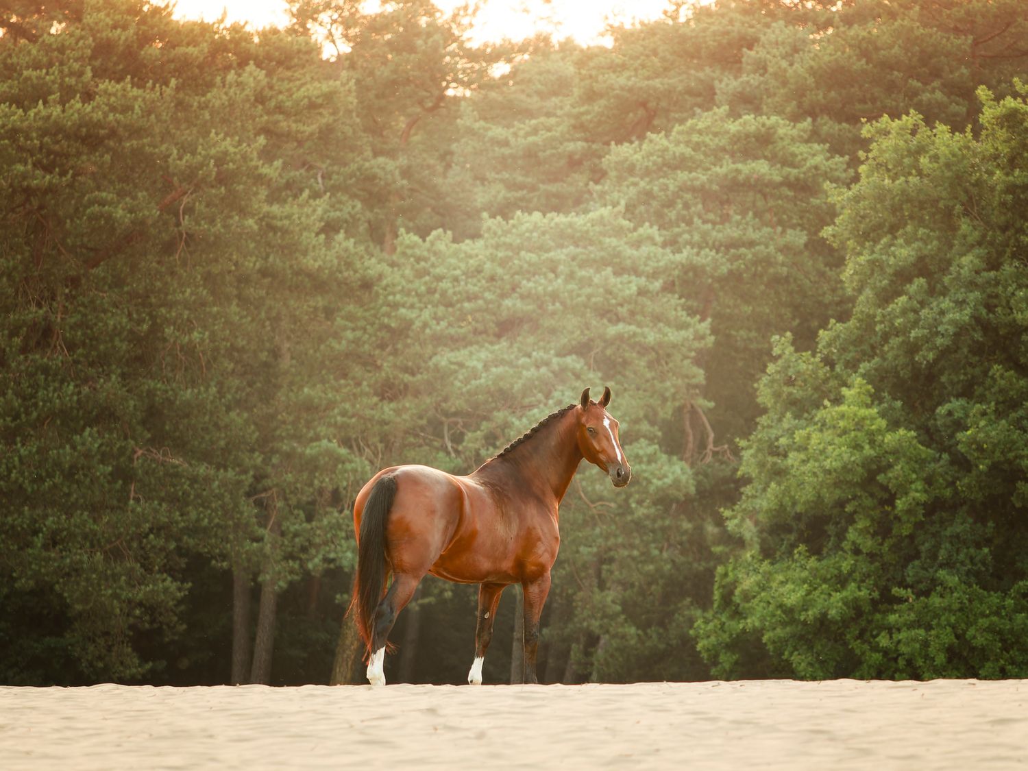 A majestic brown horse stands in a sunlit meadow with trees and golden light creating a dreamy atmosphere.