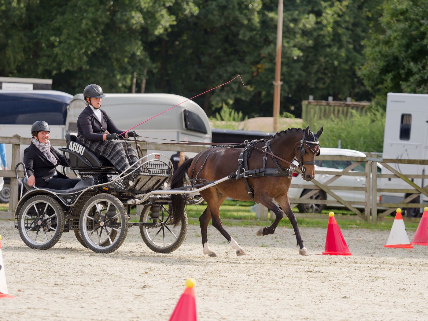 Horse and carriage performing precise turns around safety cones in a competitive driving course.