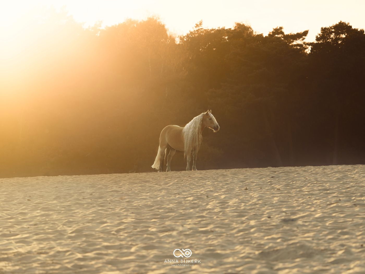 Horses grazing in snowy field at sunset with forest backdrop.