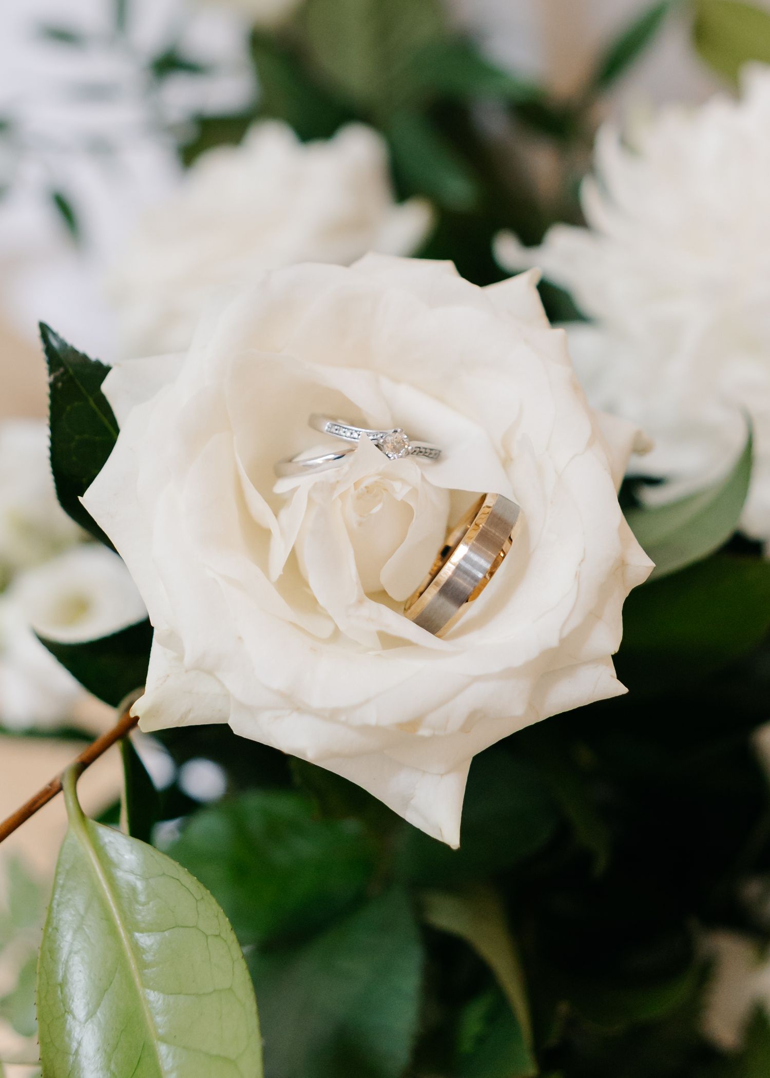White roses with wedding rings nestled in the petals against dark green leaves.