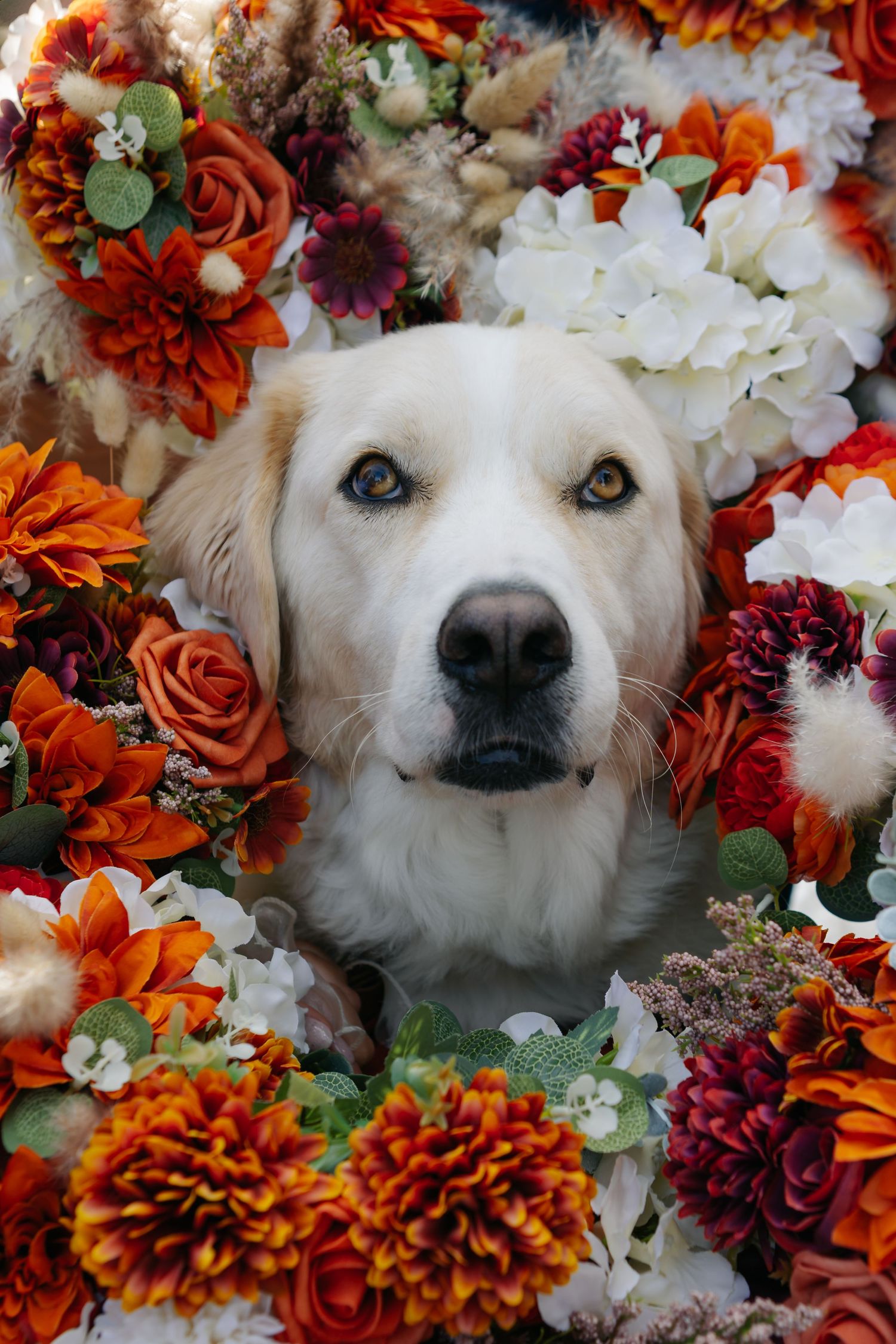A white dog's face surrounded by vibrant orange and red flowers including roses and dahlias.