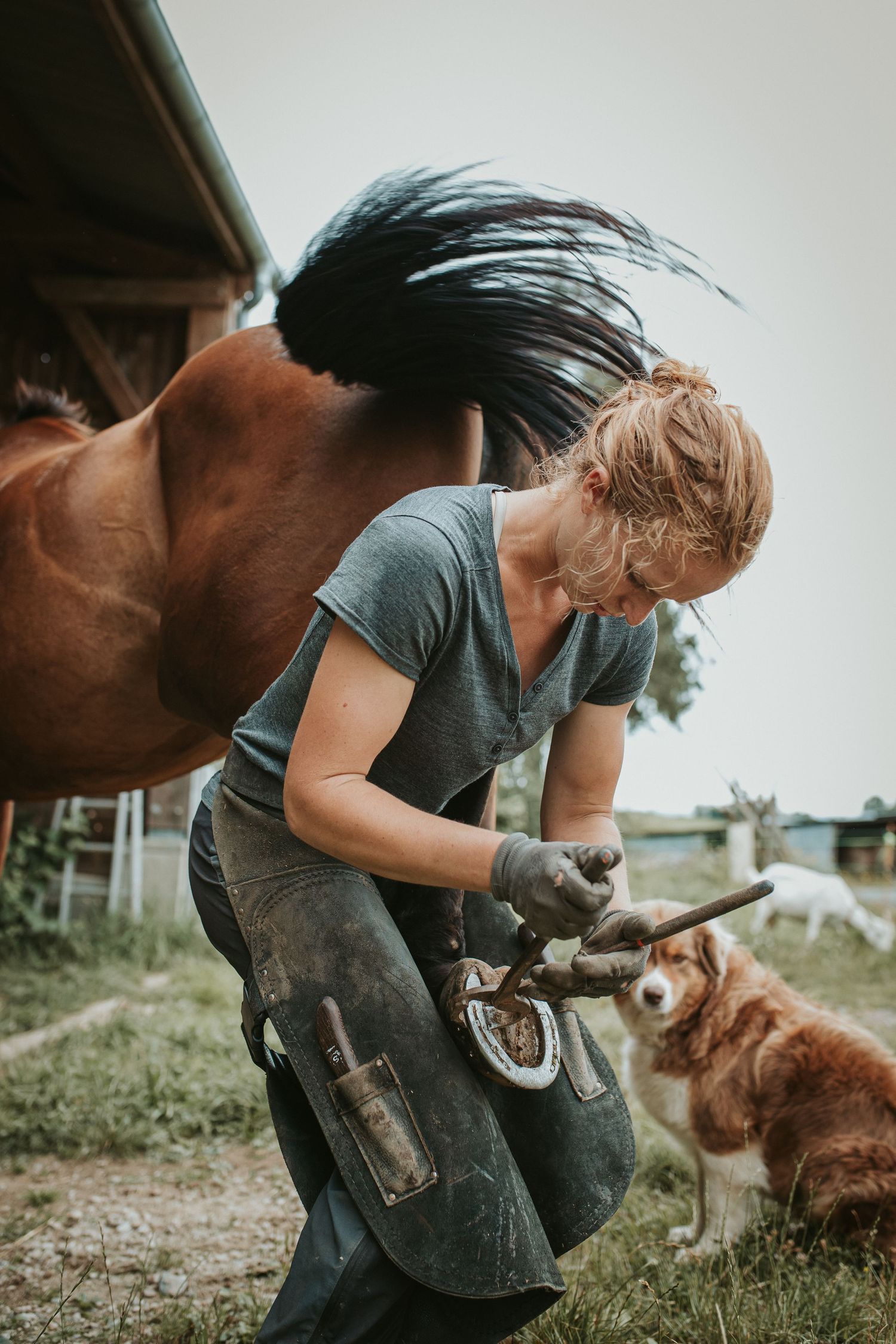 Une maréchal ferrant travaille le fer de son cheval