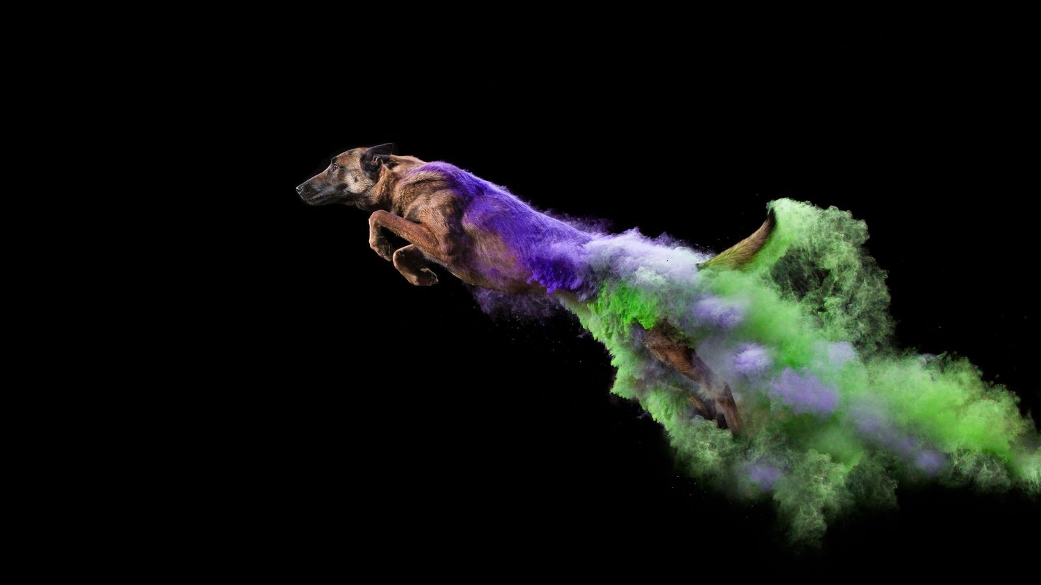 Belgian Malinois jumping with power