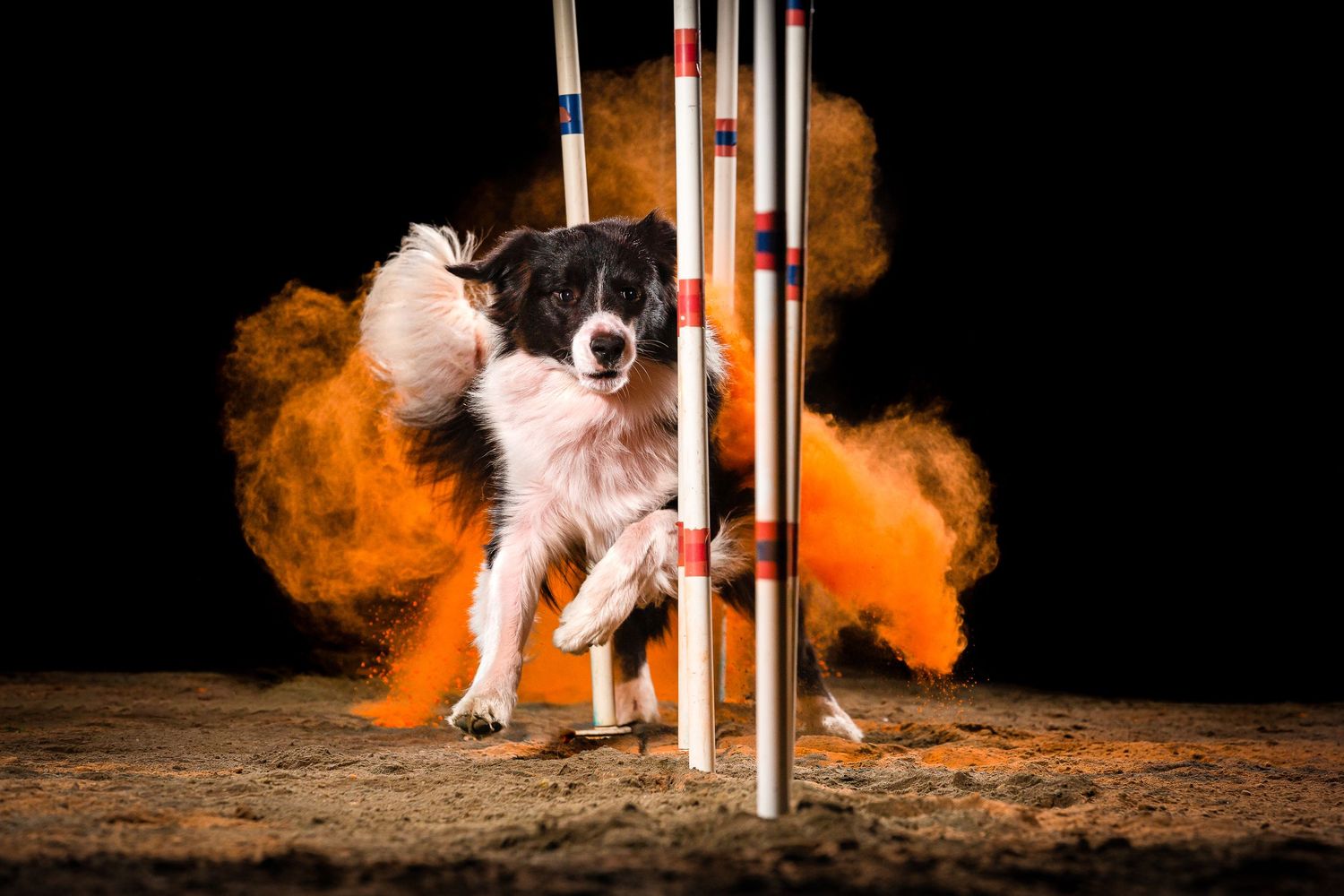 Power Dogs, Boarder Collie going through weave polls