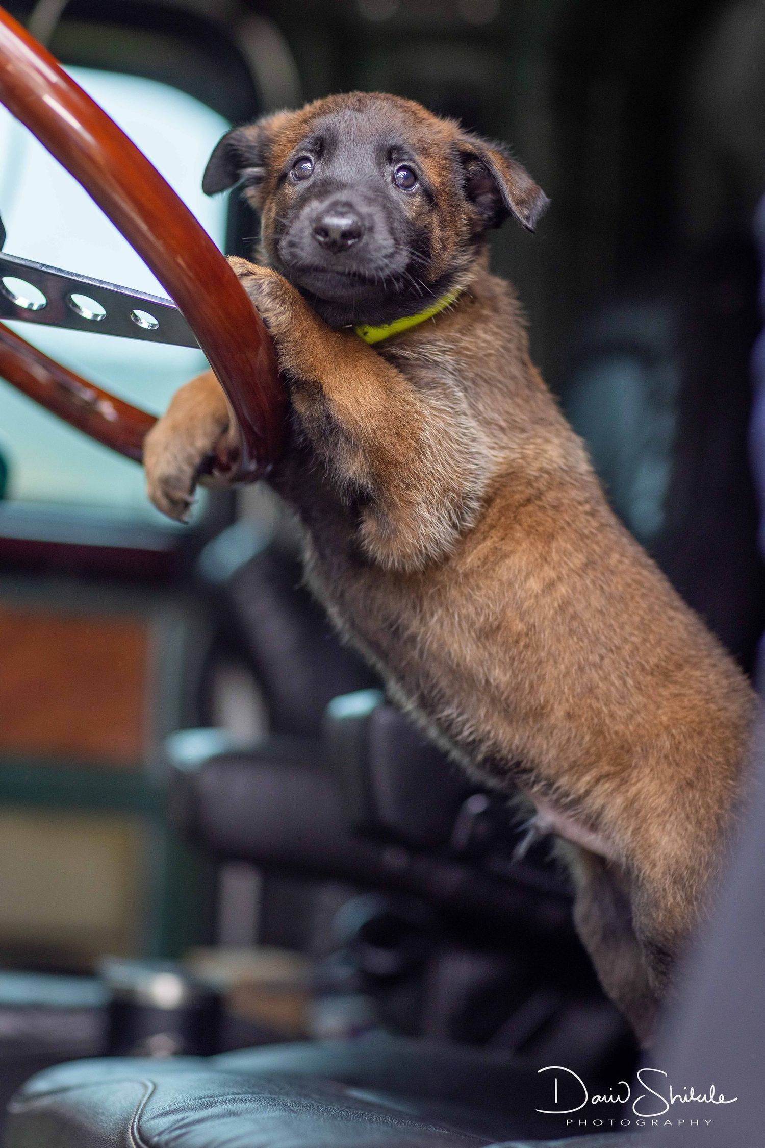 Malinois puppy on steering wheel