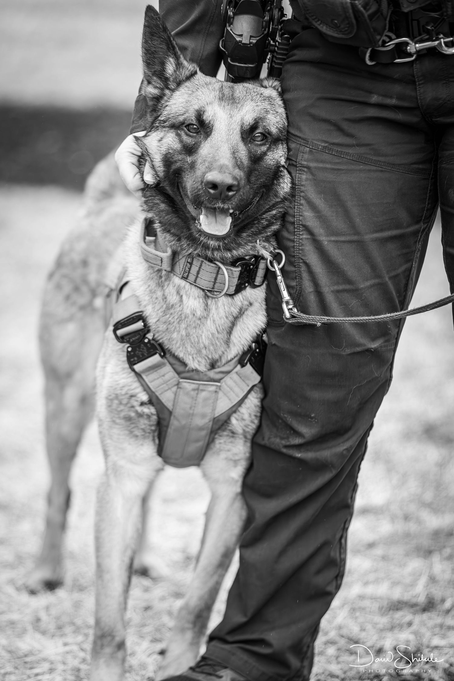 North Attleboro PD's K-9 Yoshi