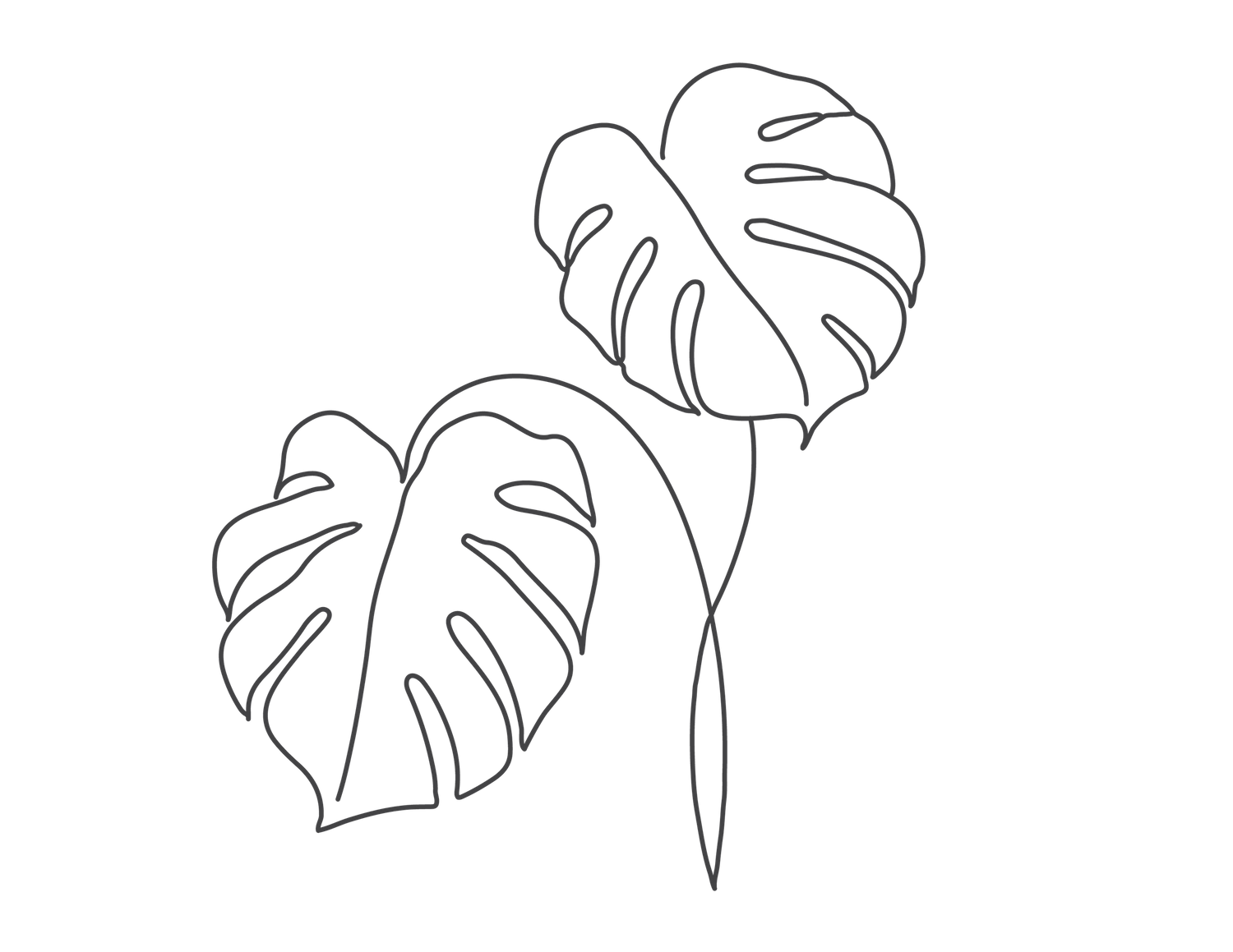 Simple black line drawing of two monstera deliciosa leaves against dark background.