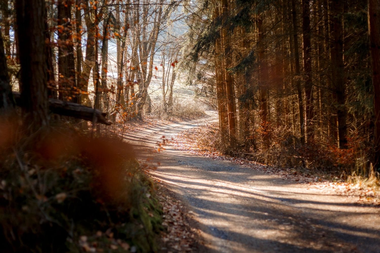 Landscape, Wood, Way, Forest, Light