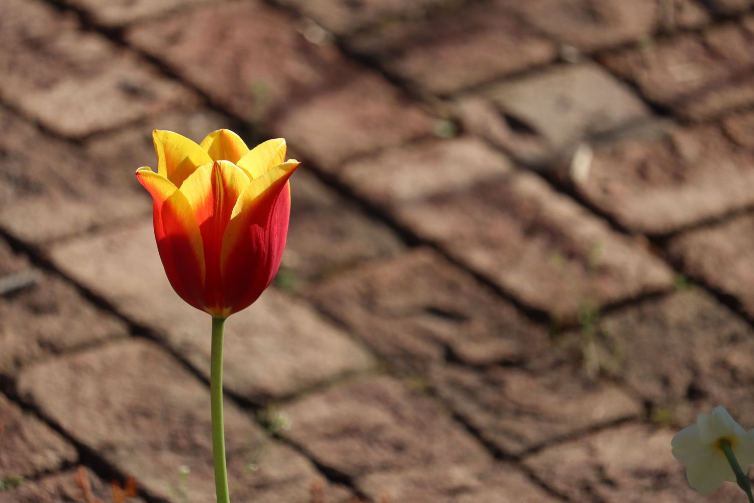 Tulip