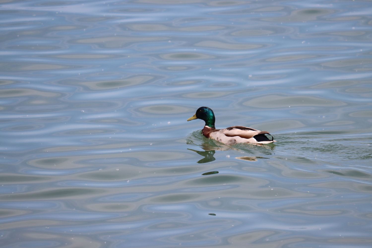 Sitting duck