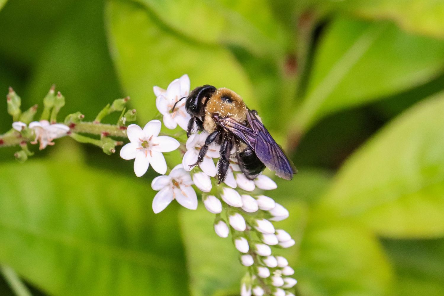 Bumble bee