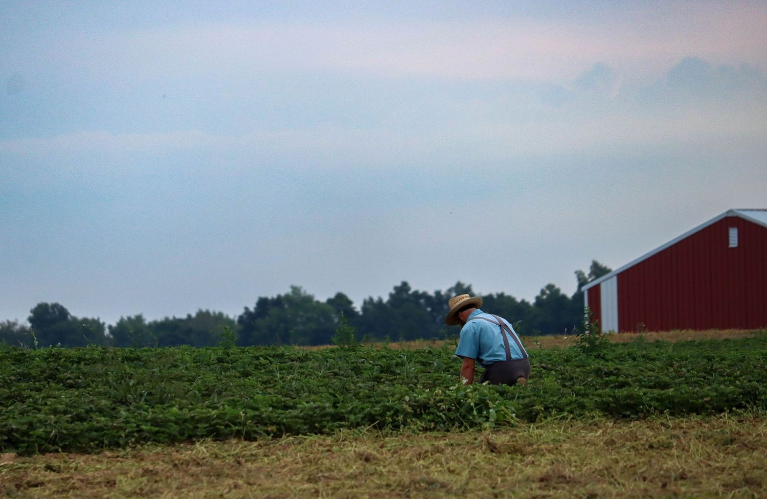 Amish farmer