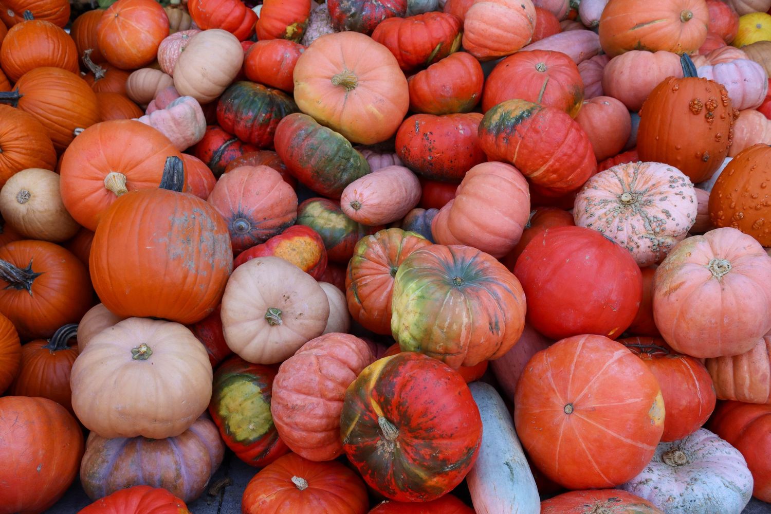 Fall pumpkins