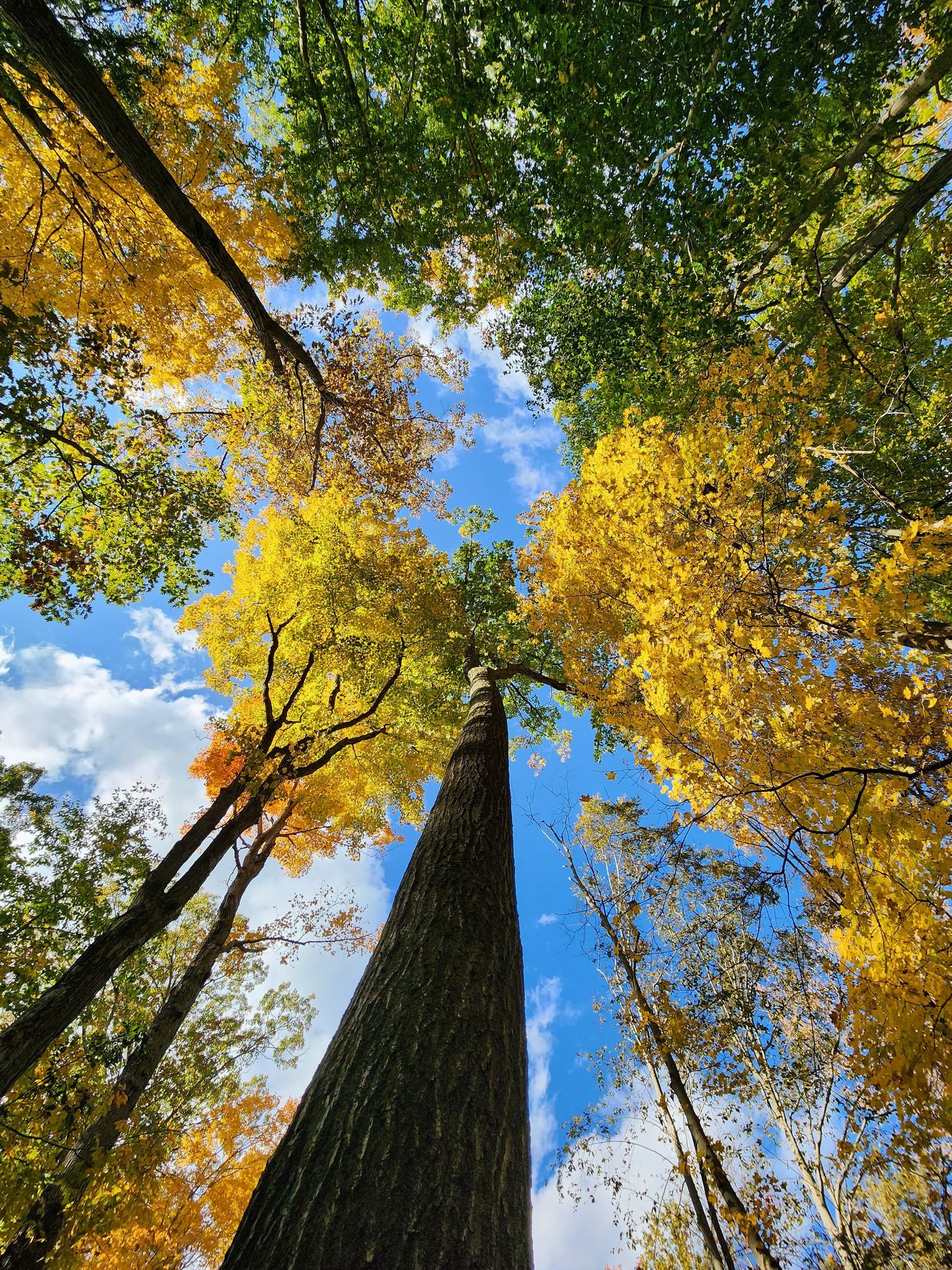 Fall foliage