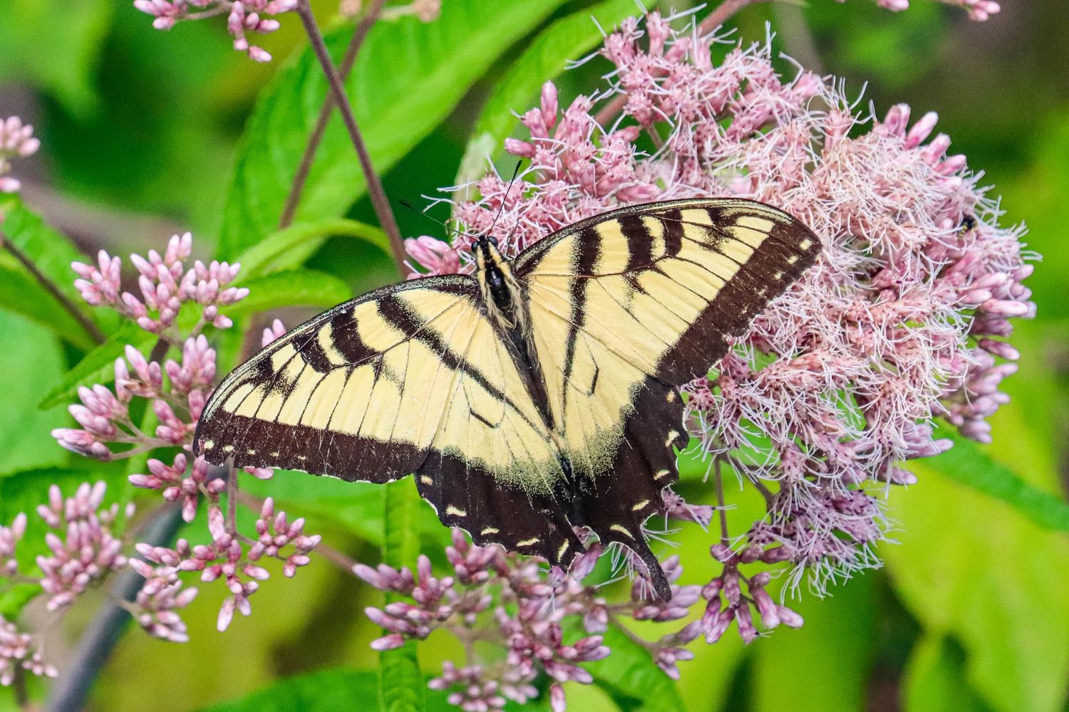 Monarch butterfly