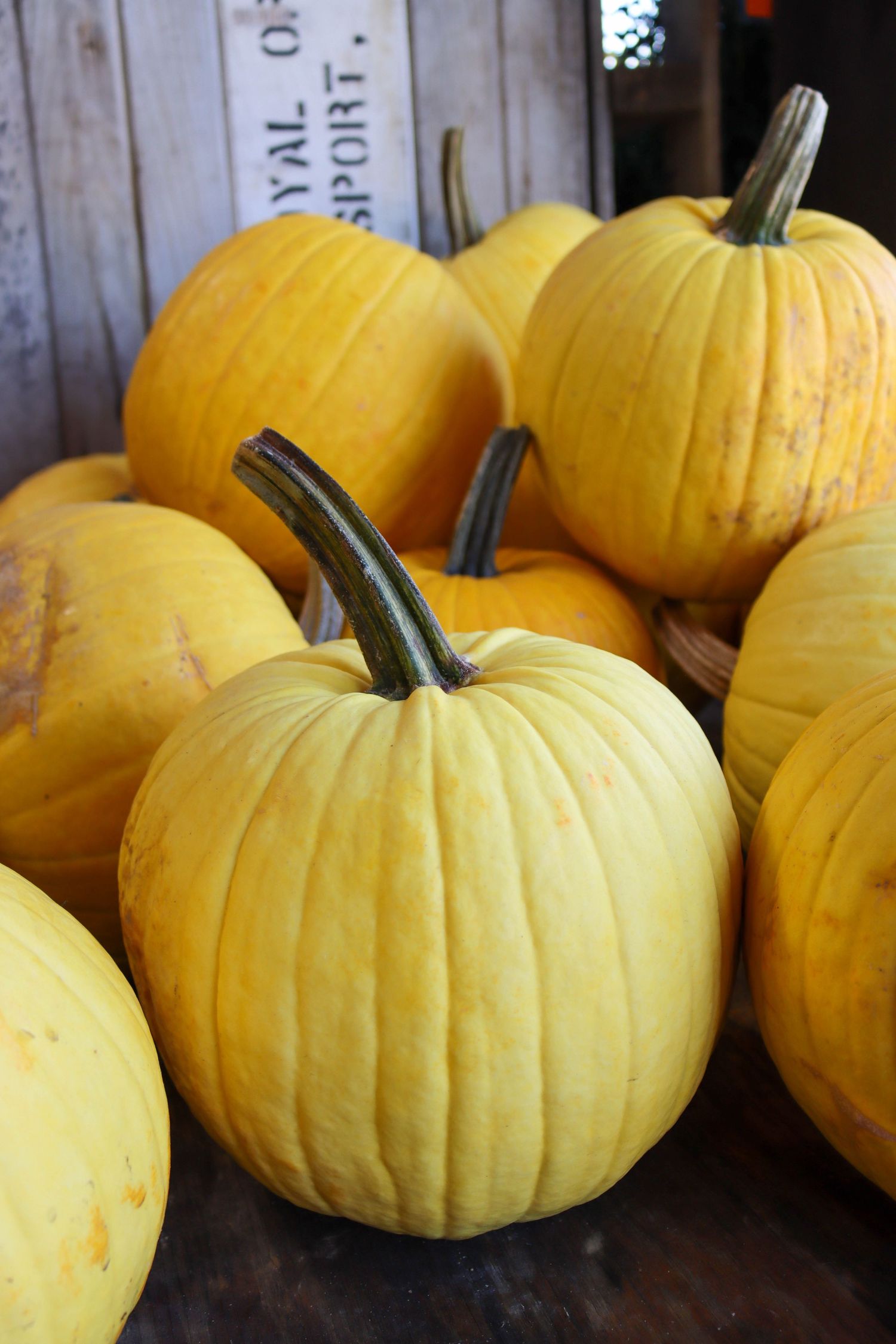 Pumpkins