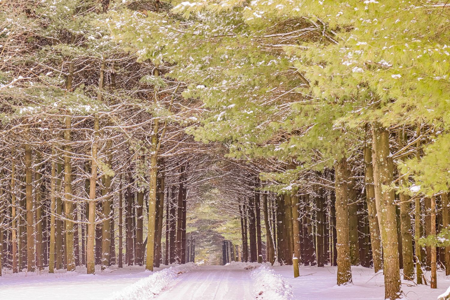 Winter lane