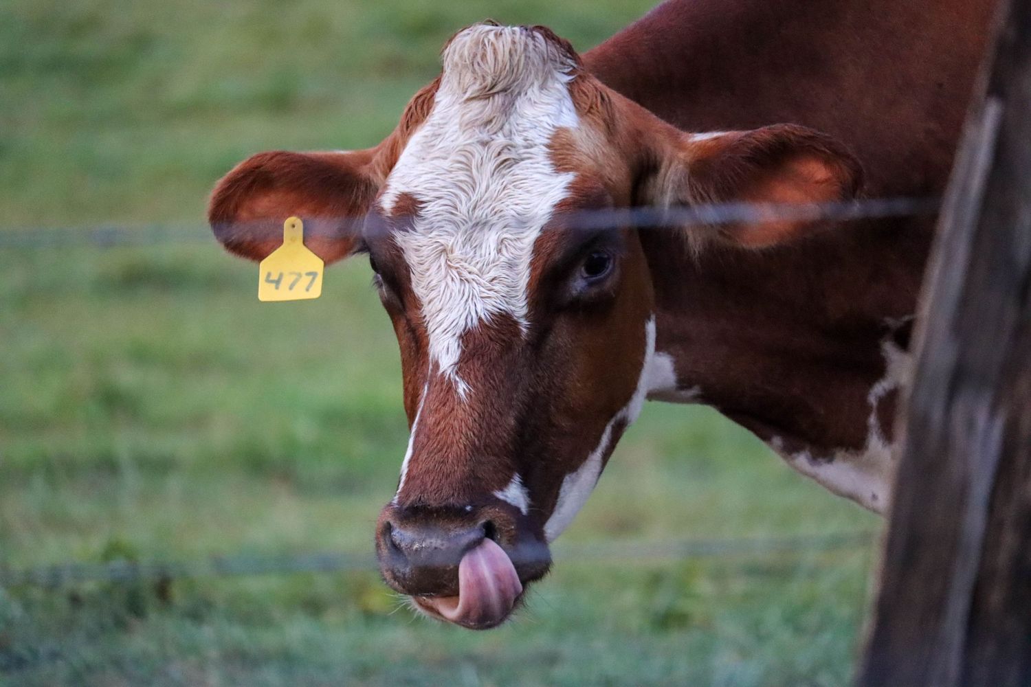 Cow