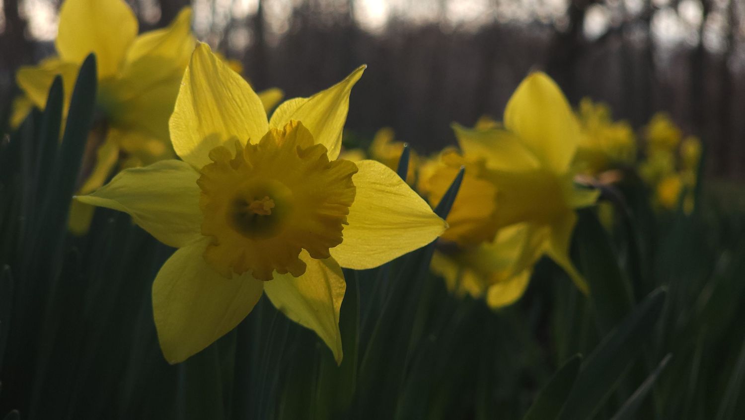 Daffodils
